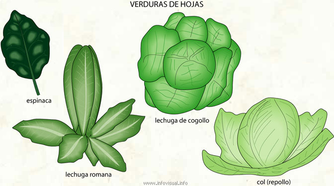 Verduras de hojas